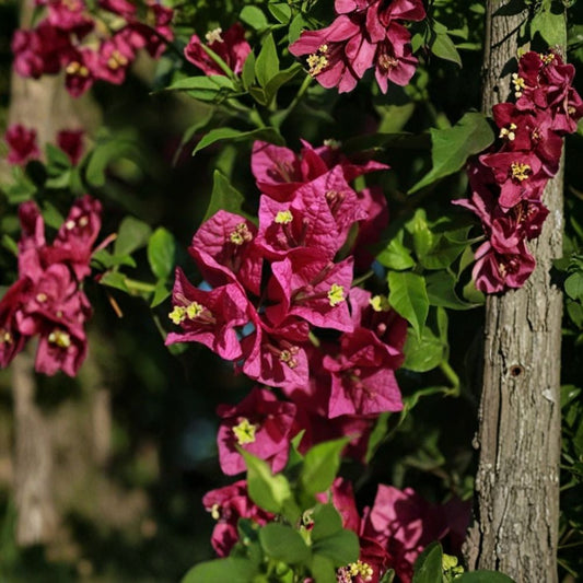 Red Purple Bougainvillea Live Plant – 4 Inch Pot | Vibrant Tropical Flowering Plant | Full Sun Ornamental Vine | Drought Tolerant | Patio & Trellis Friendly