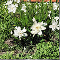 Frost Proof Gardenia – Live Plant 1QT | Gardenia jasminoides ‘Frost Proof’ | Cold Hardy Fragrant Shrub | Evergreen Hedge Plant