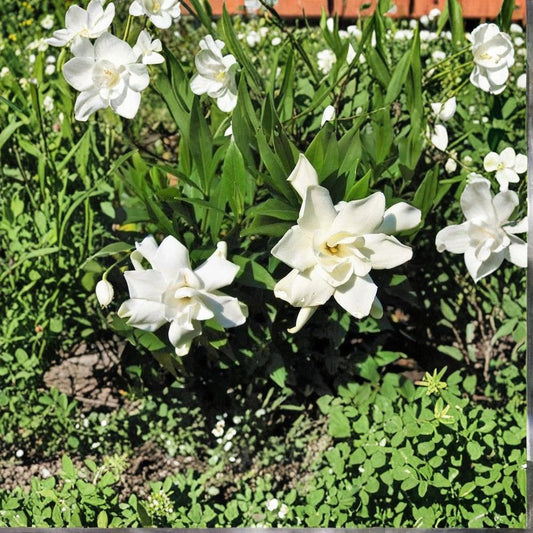 Frost Proof Gardenia – Live Plant 1QT | Gardenia jasminoides ‘Frost Proof’ | Cold Hardy Fragrant Shrub | Evergreen Hedge Plant