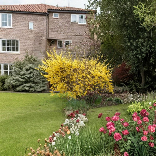 Forsythia Bush Live Plant | 12–24 Inches Tall | 1–2 Year Old Bare Root Shrub | Hardy Spring Flowering Bush | Ready to Plant