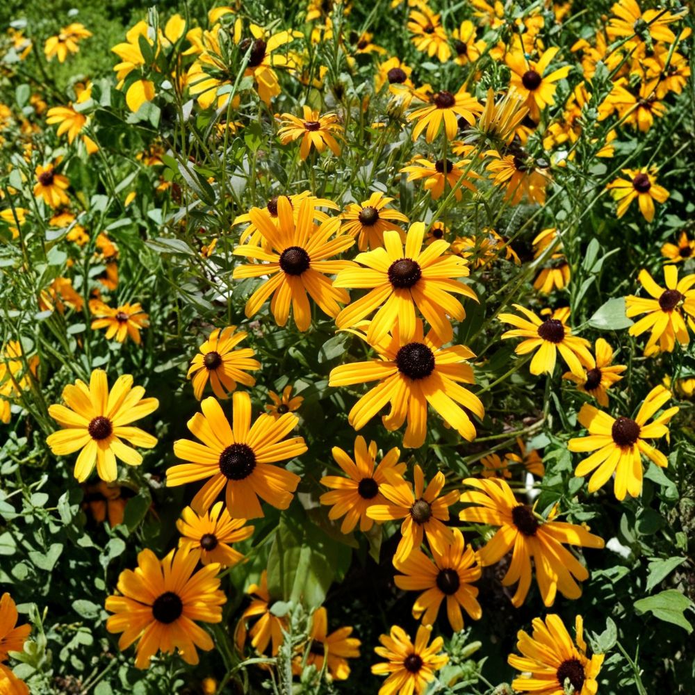 Black-Eyed Susan 'Goldsturm' – Rudbeckia hirta Bare Root Plants | 10 Live Perennials | Bright Yellow Daisy Flowers | Pollinator Friendly
