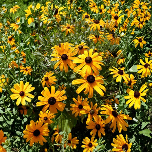Black-Eyed Susan 'Goldsturm' – Rudbeckia hirta Bare Root Plants | 10 Live Perennials | Bright Yellow Daisy Flowers | Pollinator Friendly