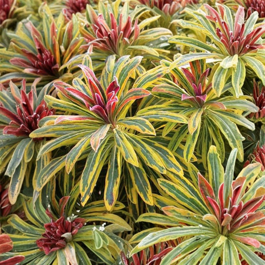 Euphorbia 'Ascot Rainbow' – Live Plant | 2–4 Inches Tall | Well-Rooted Plug | Variegated Evergreen Perennial | Drought Tolerant | Colorful Garden & Container Plant