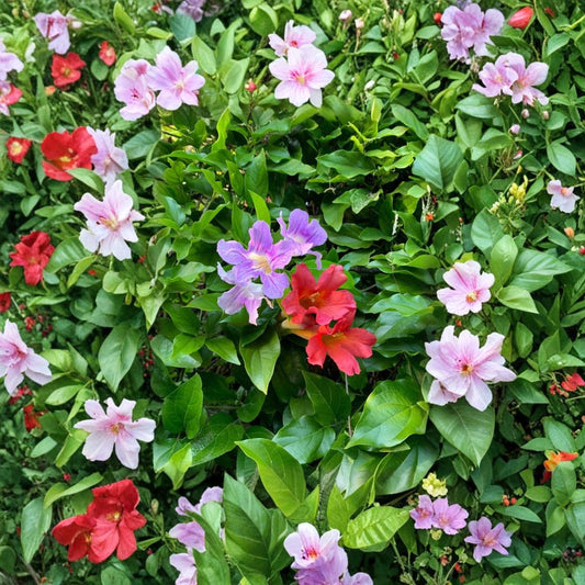 Trumpet Vine Cuttings Combo – Scarlet & Violet | 16 Organic Live Cuttings 6" | Climbing Flower Vines | Pollinator Friendly