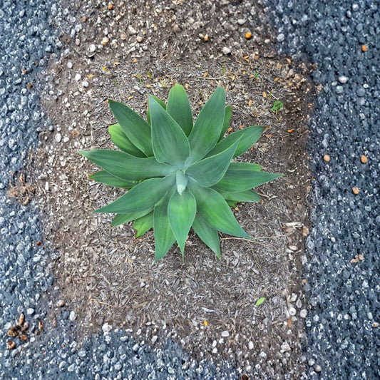 Fox Tail Agave Live Plant – Agave attenuata | 6" Starter | Thornless Green Agave | Indoor & Outdoor Succulent | Bare Root