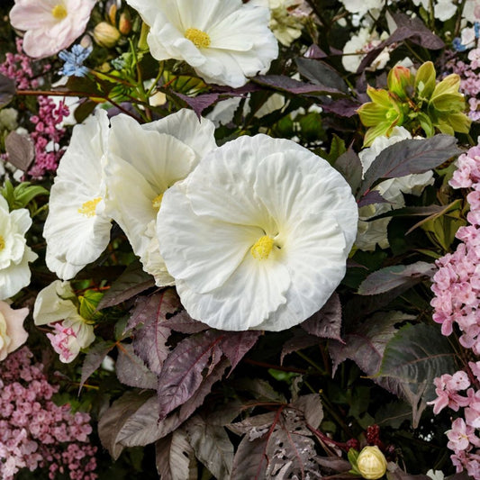 Cookies & Cream Hardy Hibiscus Live Plant | Hibiscus 'Cookies and Cream' | 2.5 Inch Potted Perennial | White Dinner Plate Flowers | Dark Foliage | Zones 4–9