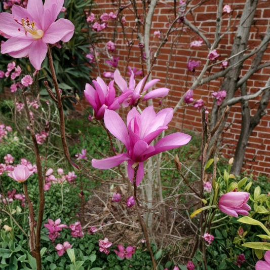 Jane Magnolia – Magnolia × 'Jane' Live Tree | 24–30 Inches Tall | 1 Gallon Pot | Flowering Ornamental Tree