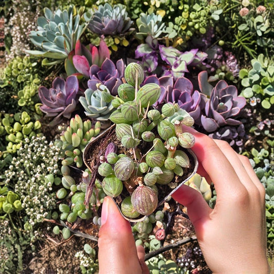 String of Watermelon – Live Succulent Plant | 2 Inch | 1 Plant | Watermelon Peperomia Look | Trailing Houseplant | Bare Root