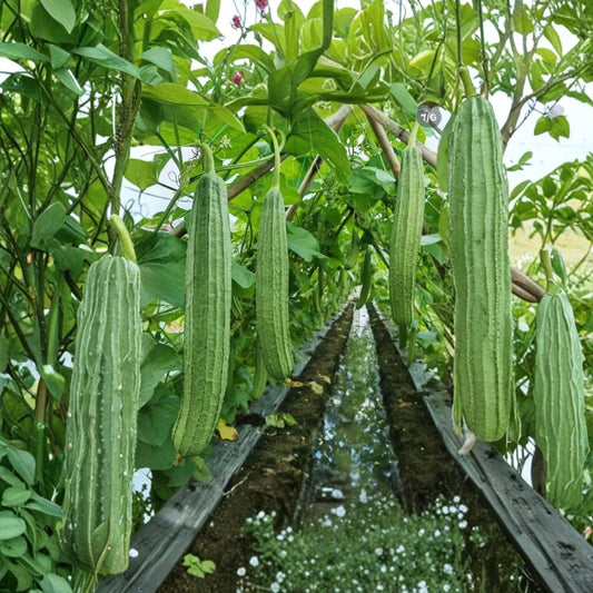 Luffa Plant – Luffa aegyptiaca Live Plants | 2 Well-Rooted Plants in 4-Inch Pot | Natural Sponge Gourd | Fast-Growing Vine