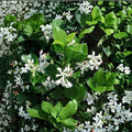 Confederate Star Jasmine Vine – Live Plant 1QT | Trachelospermum jasminoides | Fragrant Evergreen Climbing Vine | Trellis, Fence & Groundcover