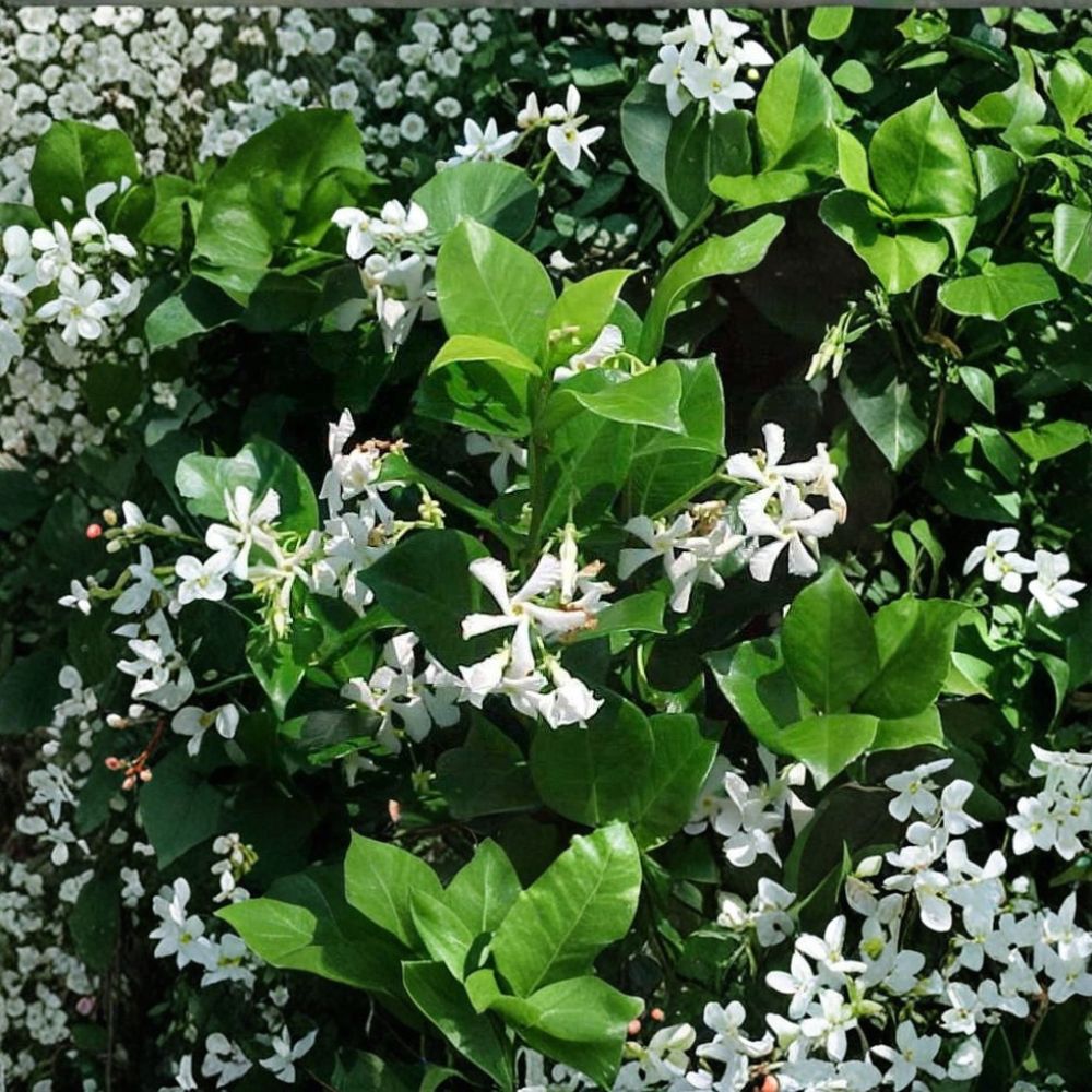 Confederate Star Jasmine Vine – Live Plant 1QT | Trachelospermum jasminoides | Fragrant Evergreen Climbing Vine | Trellis, Fence & Groundcover