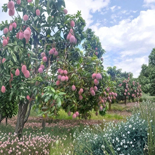 Mango Live Tropical Fruit Tree – 6–9 Inches Tall | Seedling Mango Plant | Potted Live Fruit Tree | Tropical Garden & Patio Plant | Container Friendly