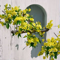 Carolina Jasmine Seeds – Gelsemium sempervirens | 10 Seeds | Fragrant Yellow Vine | Evergreen Climbing Plant | Easy to Grow