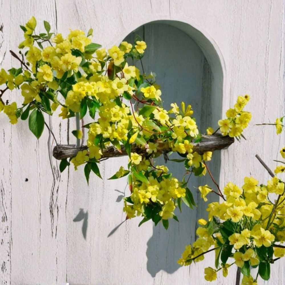 Carolina Jasmine Seeds – Gelsemium sempervirens | 10 Seeds | Fragrant Yellow Vine | Evergreen Climbing Plant | Easy to Grow