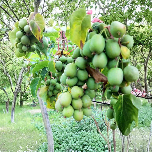 Anna Kiwi Female – Live Rooted Plant | Actinidia arguta ‘Anna’ | Hardy Kiwi Vine | Zones 4–9 | Fruiting Female Plant | No Pot