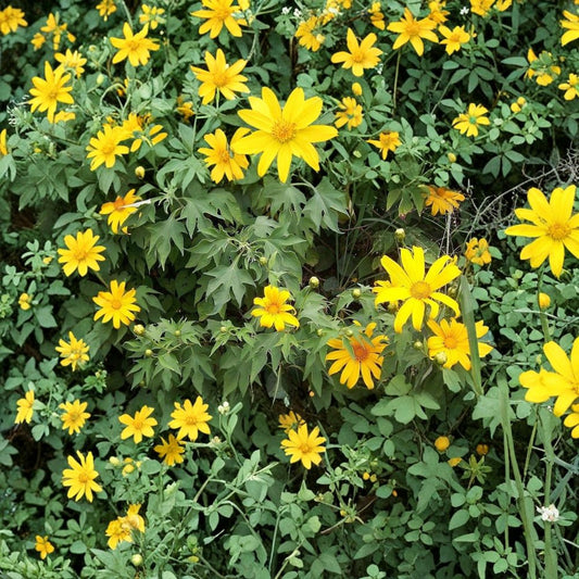 Mexican Sunflower – Tithonia diversifolia Live Cuttings | Set of 5 | 8 Inches Long | Fast Growing Flowering Shrub | Free Shipping
