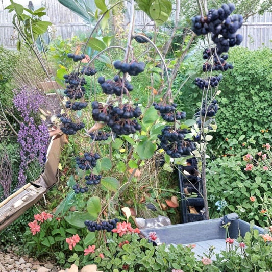 Viking Aronia Berry Plant | Aronia melanocarpa Live Rooted Starter | 6–8 ft Fruiting Shrub | Self-Pollinating Berry Plant | Zones 3–8