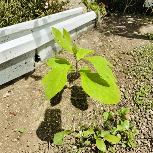 Sassafras Tree – Sassafras albidum Live Bare Root Plants | Set of 10 | Native Wildlife Tree | Ready to Plant
