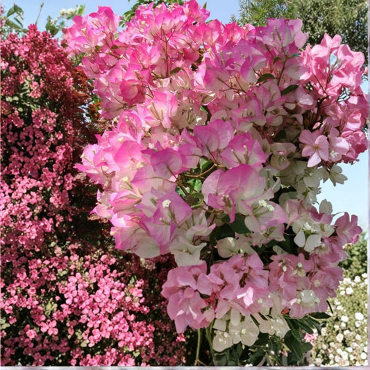 Cherry Blossom Bougainvillea Live Starter Plant | Well Rooted in Pot | Tropical Flowering Vine | Small Plug Plant | Ready to Grow