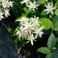 Belle of India Jasmine – Jasminum sambac Double Live Plant | Fragrant Arabian Jasmine | Rooted Starter in Pot | Indoor & Outdoor Flowering Plant