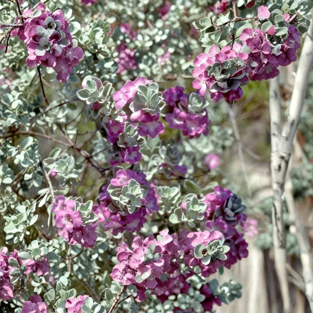 Texas ‘Green Cloud’ Sage Live Plant | 1 Gallon Fully Rooted | Leucophyllum frutescens | Drought Tolerant Shrub | Pink Blooms