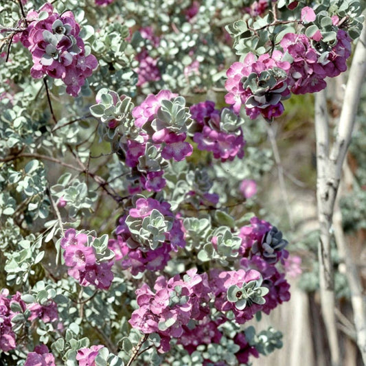 Texas ‘Green Cloud’ Sage Live Plant | 1 Gallon Fully Rooted | Leucophyllum frutescens | Drought Tolerant Shrub | Pink Blooms
