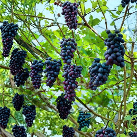 Southern Home Muscadine Grape – Vitis Live Starter Plant | 3–4 Inches Tall | Bare Root | Self-Fertile Black Fruit | Trellis & Arbor Vine | Zones 7–9