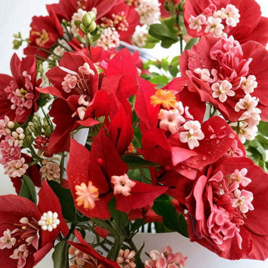 Ruby Bougainvillea – Live Starter Plug Plant | Well-Rooted | Ships in Nursery Pot | Tropical Flowering Vine | Easy to Grow