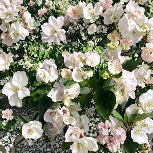 Vera White Bougainvillea Live Plant – Well-Rooted Starter | 3 Inch Pot | White Flowering Bougainvillea | Tropical Ornamental Vine | Container Friendly