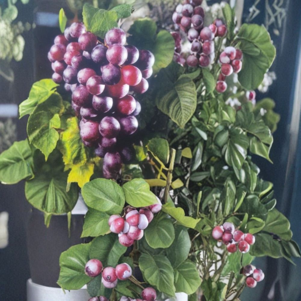 Black Jumbo Muscadine Grape Vine – Vitis rotundifolia Live Plant | 3 Gallon Size | Female Fruiting Variety | Large Sweet Muscadine Grapes | Vineyard & Home Garden Favorite