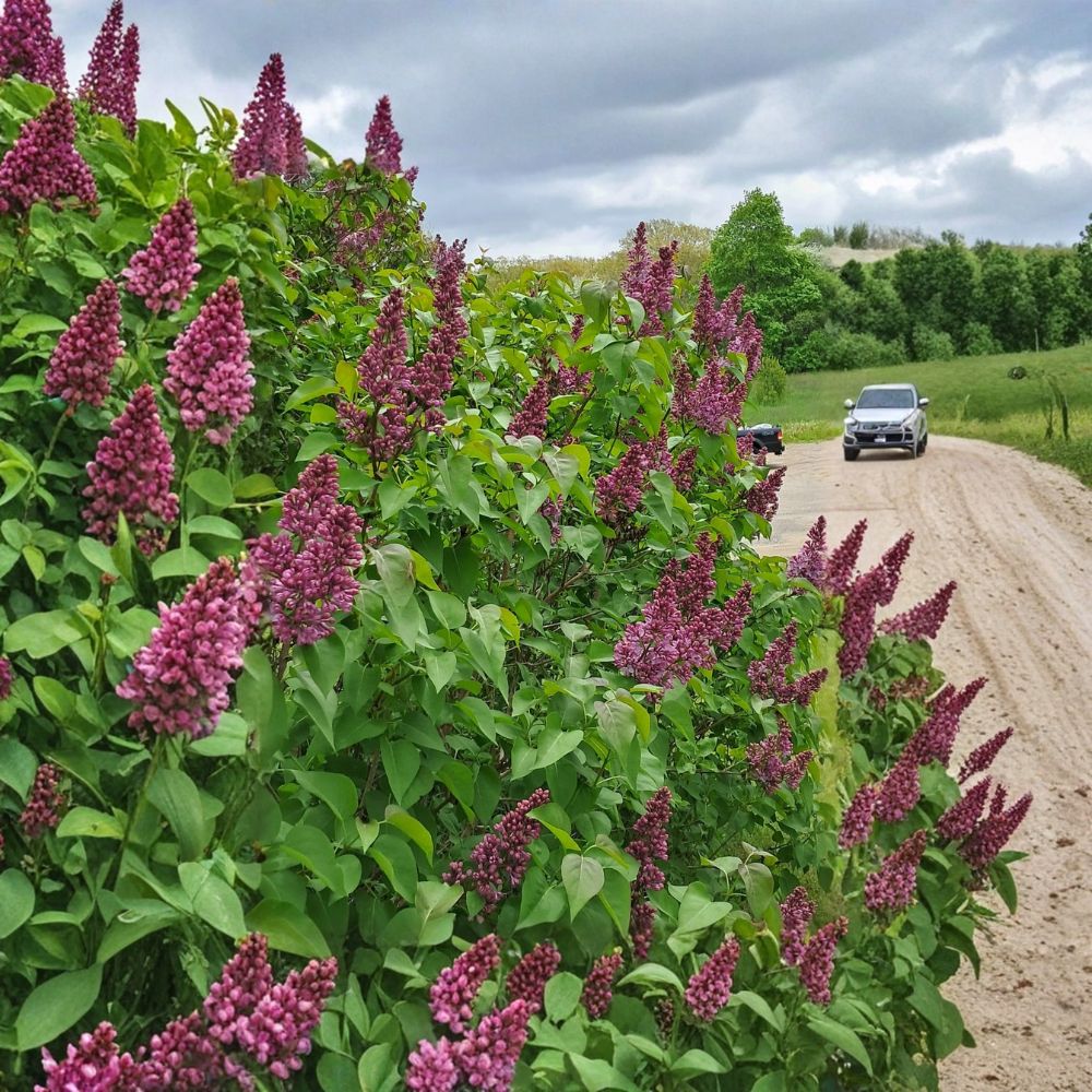 Purple Lilac – Syringa vulgaris Live Bare Root Plants | Set of 50 | 8–12 Inches | Fragrant Flowering Shrubs