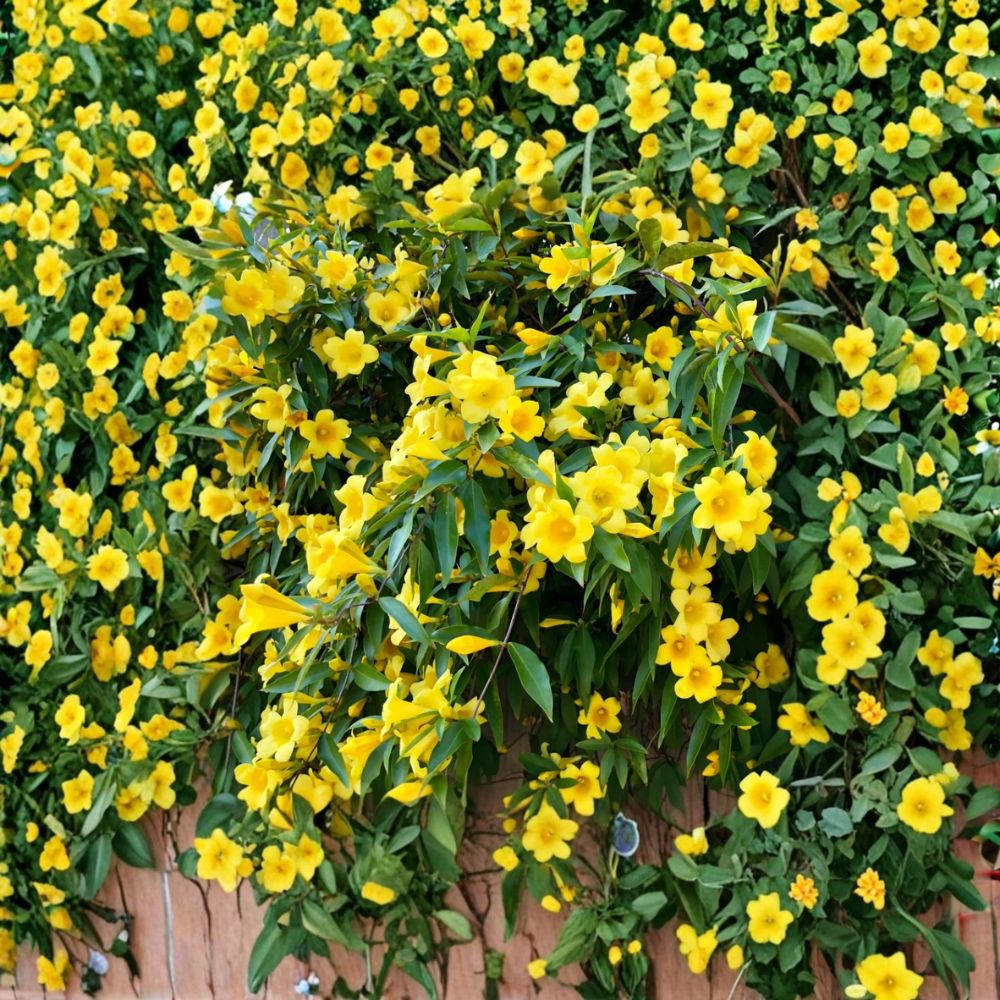 Carolina Jasmine Live Plant – Gelsemium sempervirens | 4–6 Inch Starter Vine | Fragrant Yellow Flower | Outdoor Climbing Plant