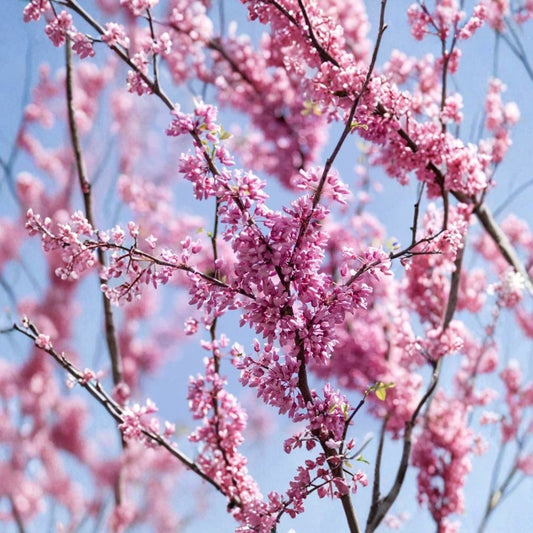 Eastern Redbud – Live Plant | 16–24 Inches Tall | Bare Root | Cercis canadensis | Rosy Pink Spring Flowers | Zones 4–9