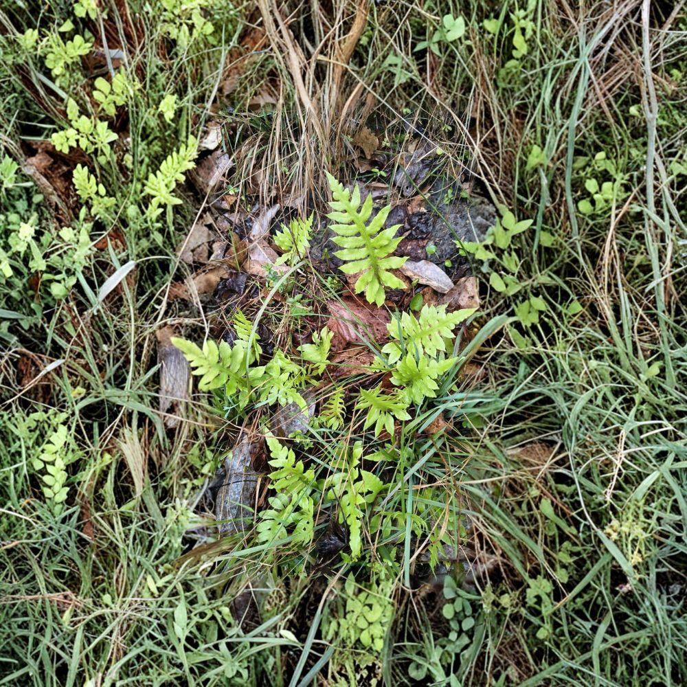 Netted Chain Fern – Live Rooted Plants | Set of 4 | Moisture Loving Fern | Shade Garden & Container Friendly