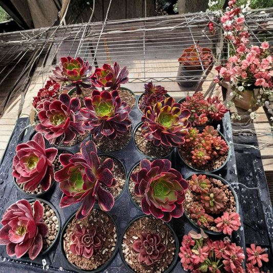 Succulent Superbang Live Plant – 1 Piece | Rare Succulent | Bare Root Plant | Indoor & Outdoor Collection | Easy Care