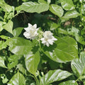 Jasmine Sambac Live Plant – 10” Tall in 3.5” Pot | Fragrant White Flowering Houseplant | Arabian Jasmine Indoor & Patio Plant