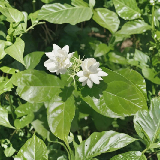 Jasmine Sambac Live Plant – 10” Tall in 3.5” Pot | Fragrant White Flowering Houseplant | Arabian Jasmine Indoor & Patio Plant
