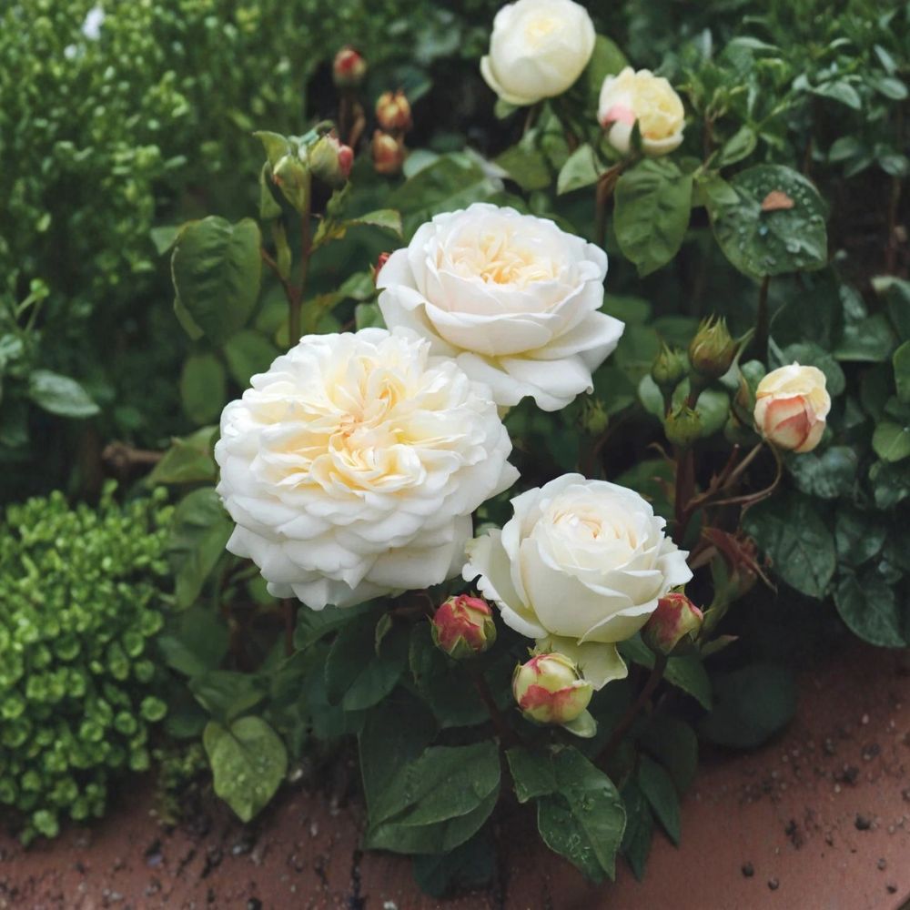 Tranquility English Rose Live Plant | 10 Inches Tall | Own Root Rose | Ausnoble White Repeat Blooming Shrub | Ready to Grow