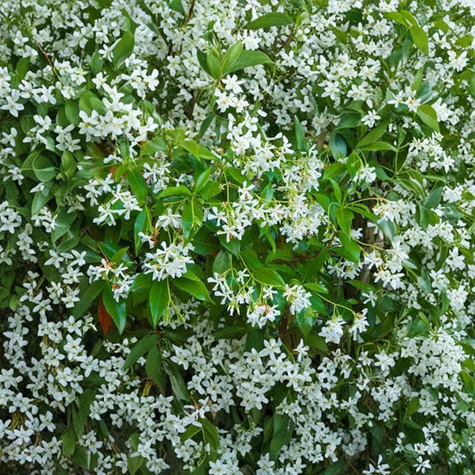 Rare Star Jasmine Cuttings – Trachelospermum jasminoides | 5 Unrooted Cuttings | Fragrant Climbing Vine | Propagation Ready