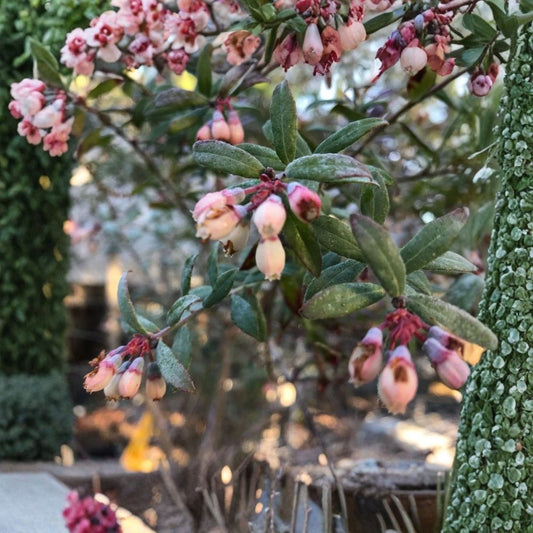 Darrow Blueberry Live Plant – 3–8 Inches Tall | Vaccinium corymbosum | 3 Inch Pot | Highbush Blueberry | Edible Fruit Plant | Full Sun | Acid-Loving Berry