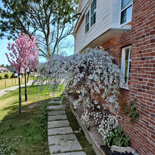 Japanese Weeping Cherry – Prunus × yedoensis Live Rooted Tree | 13–18 Inches Tall | Includes Nursery Pot | White Flowering Ornamental Tree