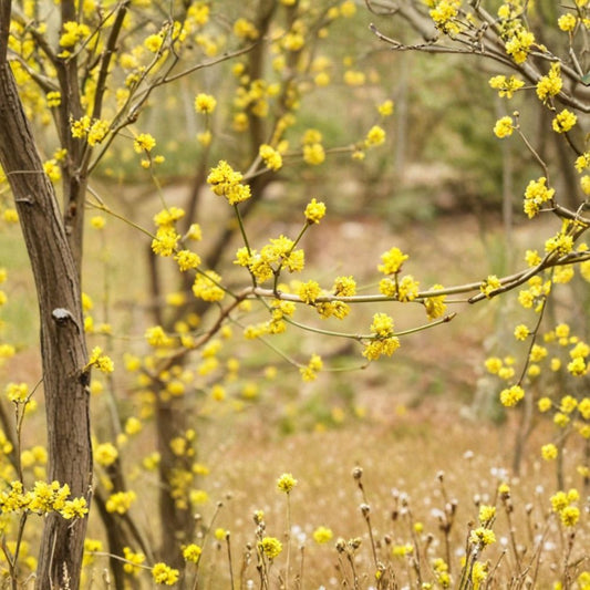 Northern Spicebush – Lindera benzoin Live Bare Root Starter Plants | Set of 5 | Native Wildlife Shrub | Shade Garden Friendly