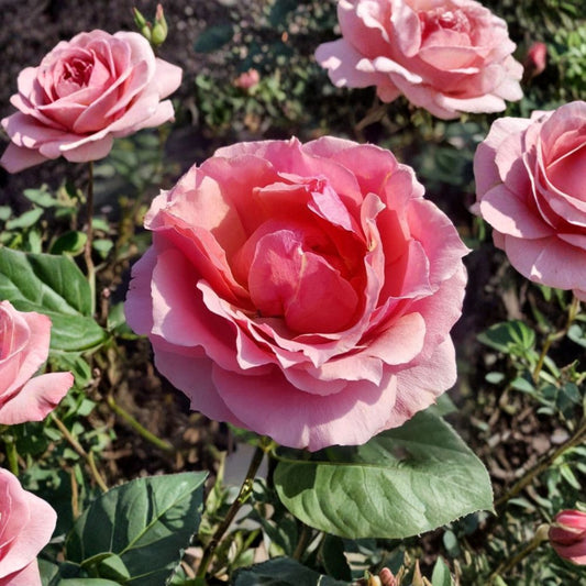 Princesse de Monaco Grandiflora Rose – Live Pink Rose Bush Plant | 3 Gallon Size | Elegant Bi-Color Blooms | Fine Roses Garden Shrub | Easy to Grow