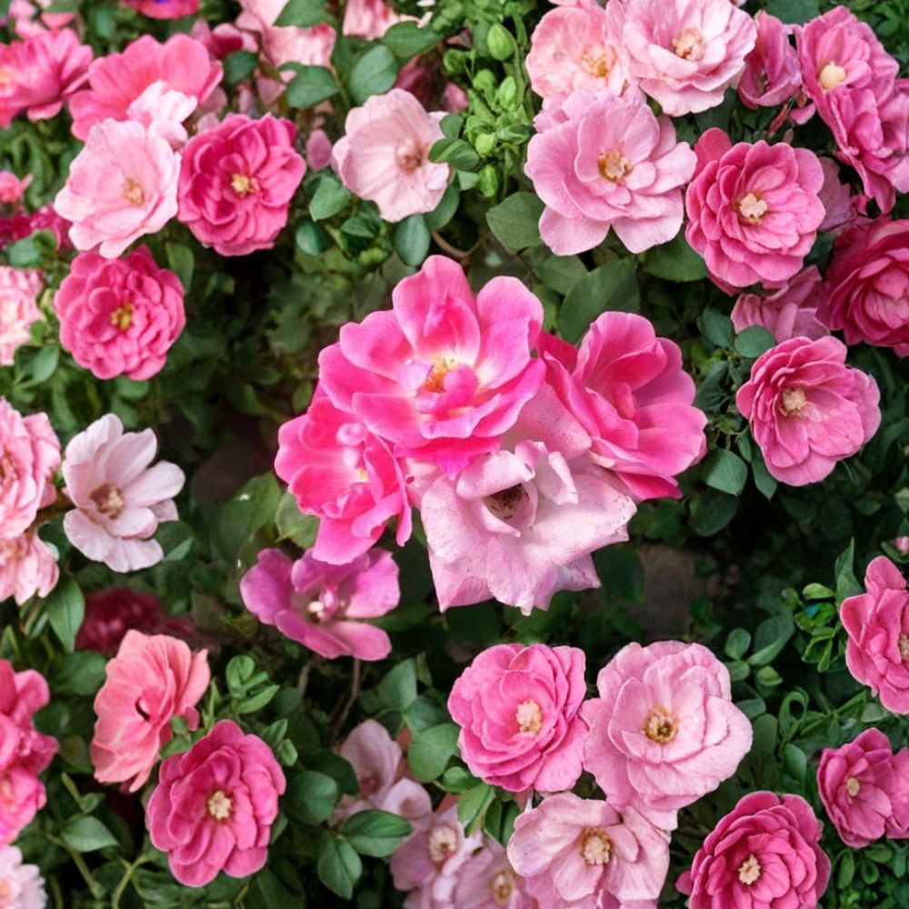 Pink Knock Out® Rose – Rosa Live Shrub Plant | 1 Gallon Size | Medium Pink Blooms | Disease Resistant Landscape Rose | Repeat Flowering Garden Favorite