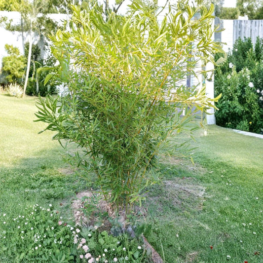 Moso Bamboo – Phyllostachys edulis Live Rhizome Roots | Set of 6 (+ Bonus Piece) | Hardy Privacy Bamboo | Bare Root