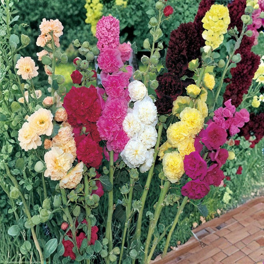 Hollyhock ‘Powderpuffs’ Mix – Alcea rosea Live Bare Root Plants | Set of 2 | Colorful Cottage Garden Perennial Flowers