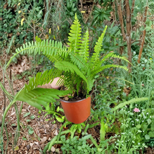 Boston Fern Live Plant – Nephrolepis exaltata | 6" Pot | Lush Green Fern | Indoor Houseplant | Hanging Basket | Shade Loving