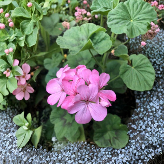 Bubblegum Pink Zonal Geranium Live Cuttings | 4 Fresh Pelargonium Cuttings | 8 Inch+ Stems | Pastel Pink Flowers | Easy Rooting Plant Starter