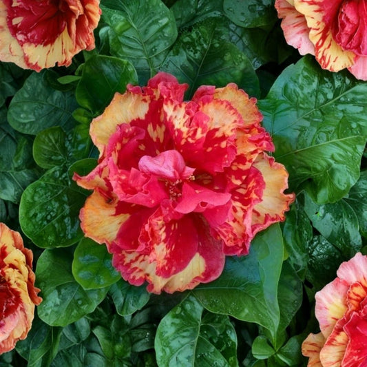 Hibiscus Cajun Color High Definition – Live Starter Plant | 1.5–2 Inch Cell | Tropical Flowering Hibiscus | Vibrant Blooms | Patio & Garden Plant