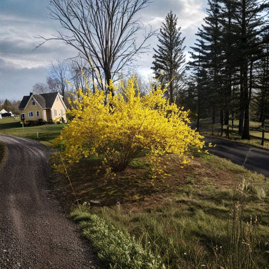 Lynwood Forsythia – Live Plant | 1 Gallon Pot | Yellow Spring Flowers | Fast Growing Shrub | Forsythia | Zones 4–8
